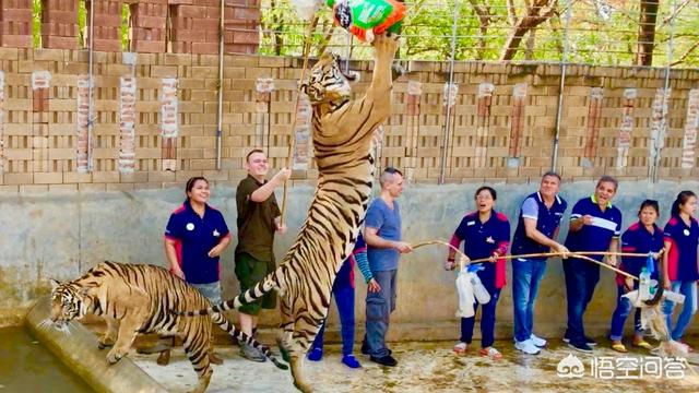 中国可以养最大的猫科动物:“万兽之王”老虎真的能够被驯服吗？