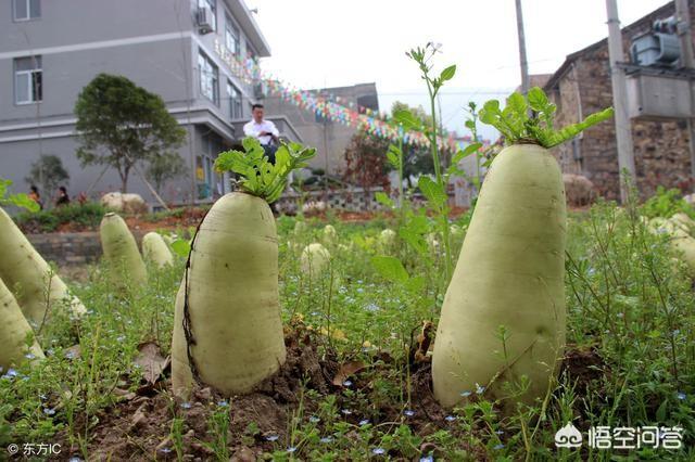 冬季蔬菜怎么处理好吃又不坏，大雪连阴天过后，大棚蔬菜该如何管理