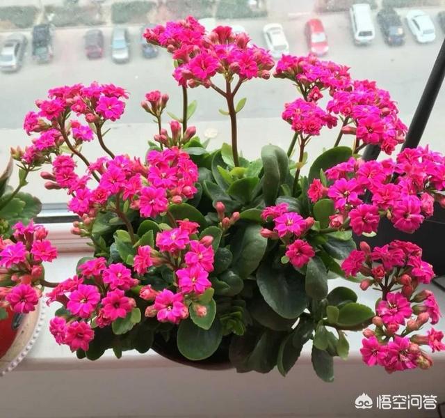 长寿花的繁殖方法图解:长寿花在花期时怎样移盆？