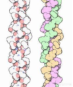 胶原蛋白是优质蛋白质吗，怎样保证胶原蛋白不轻易流失