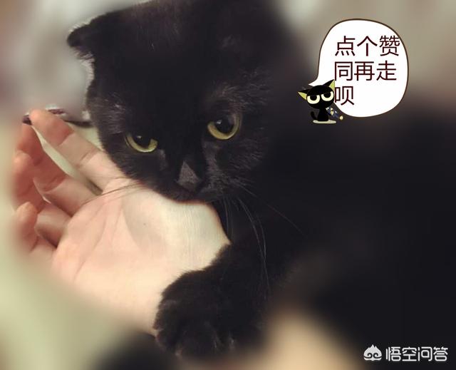 淘气的加菲猫招聘:中华田园猫的性格真的不如名种猫好吗？建议饲养吗？
