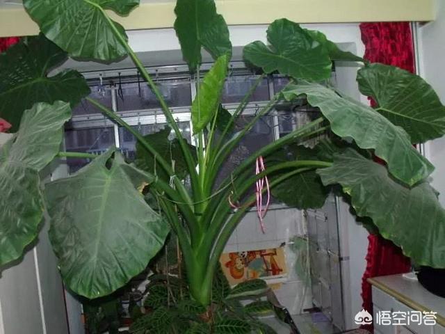 滴水观音的养殖方法和注意事项:千手观音植物的养殖方法？