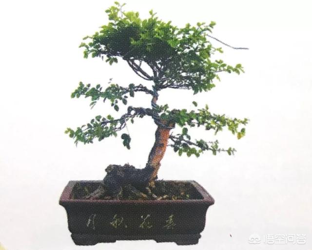 灰叶锦鸡儿:锦鸡儿（雀梅）该怎么制作盆景？
