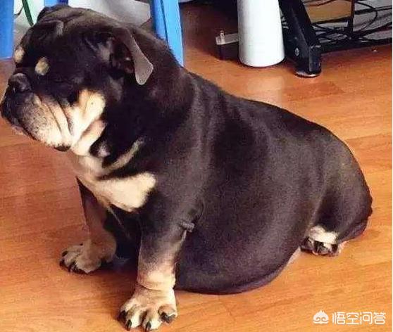 怀孕的金毛吃什么狗粮好:狗狗怀孕，吃什么狗粮比较好？