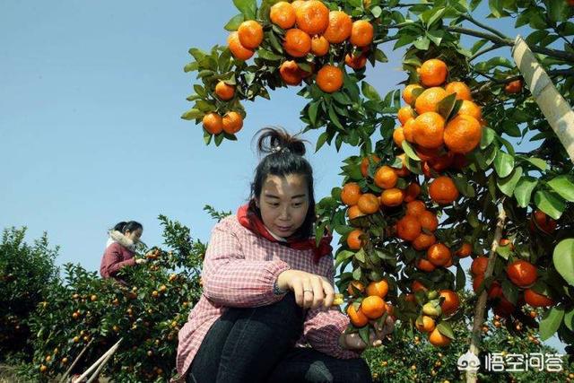 曼赤肯猫:如今是砂糖橘上市高峰期，你对砂糖橘了解多少？