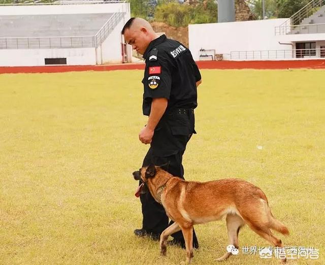 南昌警犬基地:一般警犬都是怎么炼成的？