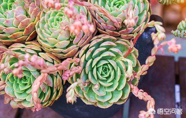 多肉植物怎么种植教程,多肉植物到底该如何养殖呢？