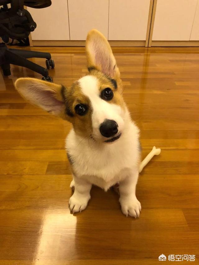 长毛柯基犬图片:为什么有人说养狗要养柯基犬？ 柯基犬长什么样子图片