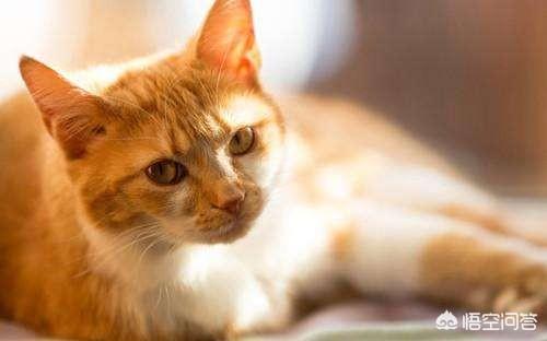 猫咪肾衰的原因:猫咪会因为不开心尿频吗？猫咪尿频是什么原因？