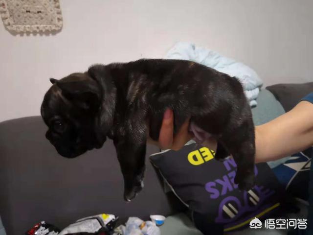 法牛犬:法斗犬除了喜欢会舔人，还有什么原因让它舔人吗？