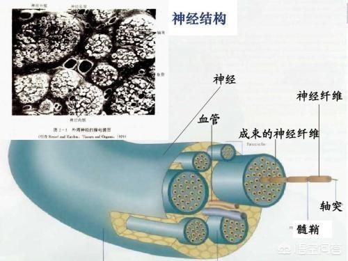 内伤发热:为什么中医退烧效果要优于现代医学？