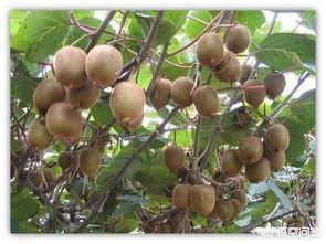 奇异果和猕猴桃：奇异果和猕猴桃的区别