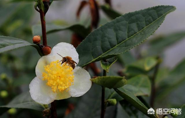 茶叶花有什么功效和作用,中华蜜蜂能采茶叶花的蜜吗？是否会中毒？