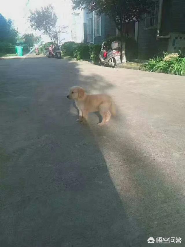 金毛拐卖牧羊犬电影:为什么金毛死亡率那么高？