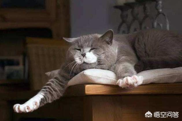 为何不能扯猫尾:猫知道人类的小孩是小孩吗？