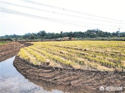 长沙阿拉斯加养殖基地:有人说农村有些地方会大面积建小龙虾的养殖池，对此你怎么看？