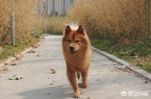 你知道的最感动的人与动物的故事是什么？