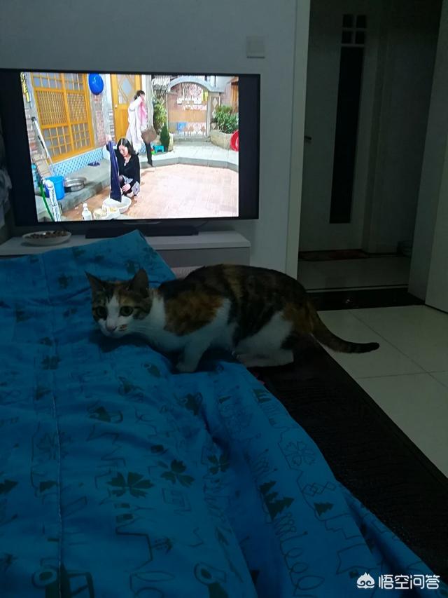 猫眼膜多出來了:猫咪屁股里面每天都会出来一只小白虫是什么原因？