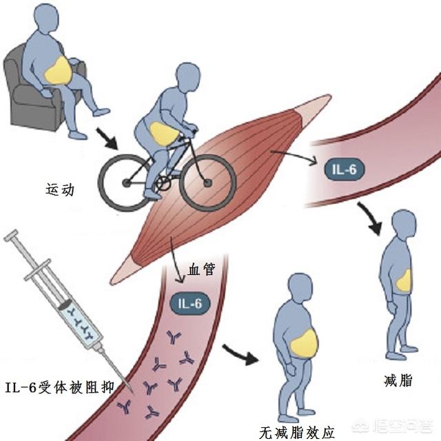 端腹的标准动作是什么，什么运动减肚子上面的脂肪效果最好