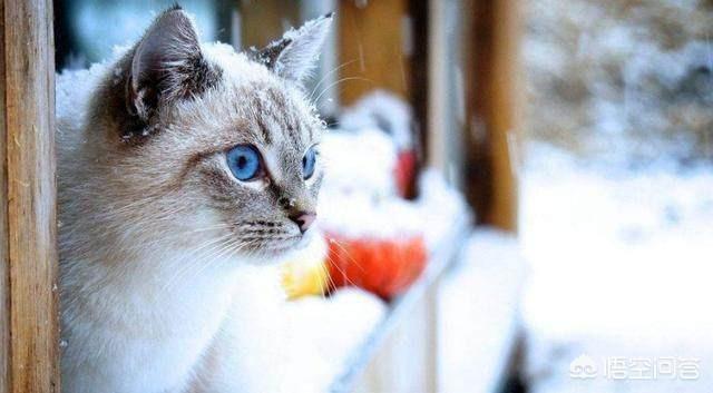 冬天养猫注意事项:冬天猫咪不盖被子会冻死吗？