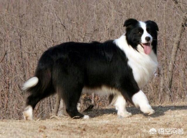 中型犬哪些好养:中型犬，最好是那种不容易被人带走的，有没有推荐下？