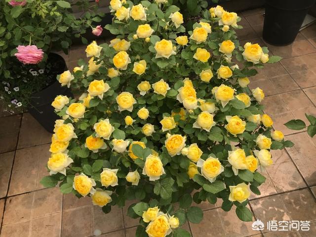 月季花的栽培小技巧:月季花怎样种植才月月开花？