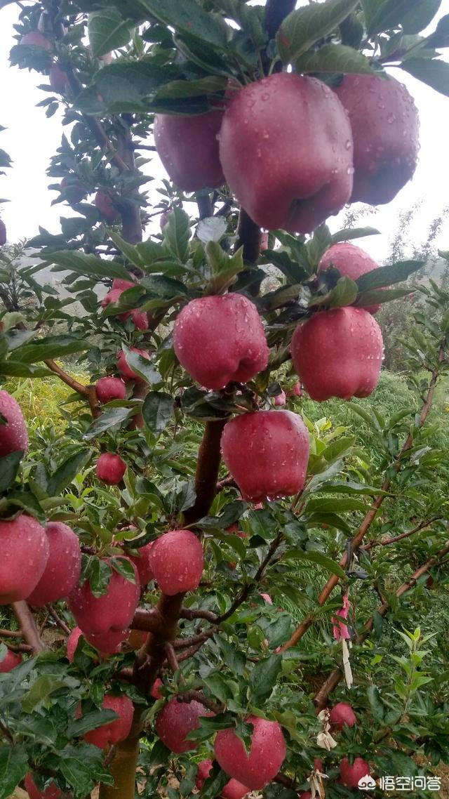 齐鲁红(齐鲁红色物业)