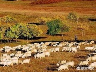 英国的圈地运动是如何“羊吃人”的？