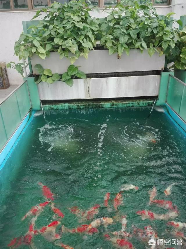 鱼会吃观赏植物吗?:绿萝放锦鲤缸里会伤鱼吗？