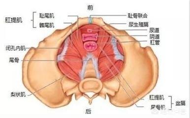 泌尿系统解剖图:前列腺增长的患者很多，医生为什么不会把最好药物告诉患者治愈？