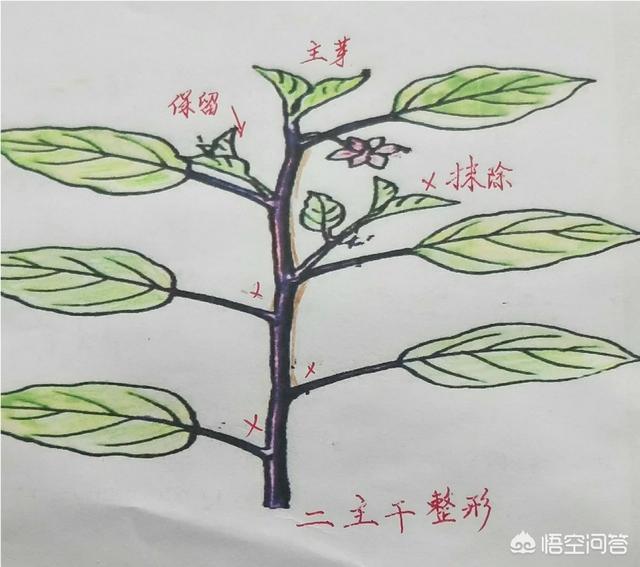 头条问答 大棚茄子应该如何整枝 雾中观你的回答 0赞