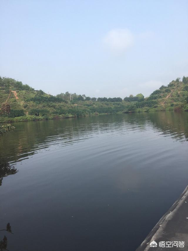 草鱼得诺卡氏菌病图片:草鱼身上有像苔藓一样的东西还有粘粘的感觉，是什么病？