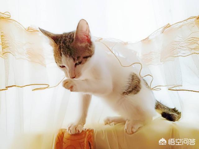养了两年的猫咪,已经十天没回家了,还会回来吗？