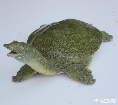 水鱼怎么杀:农村里一般是怎么杀甲鱼的？