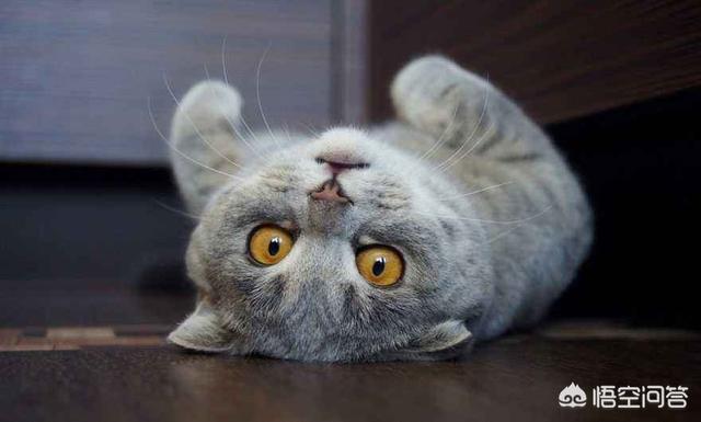 半夜猫叫代表什么:猫一到晚上就不停叫，该怎么办？