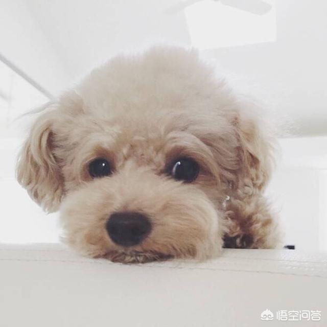 腊肠犬视频:对于《忠犬八公》，你们有什么看法？ 腊肠犬视频新浪网