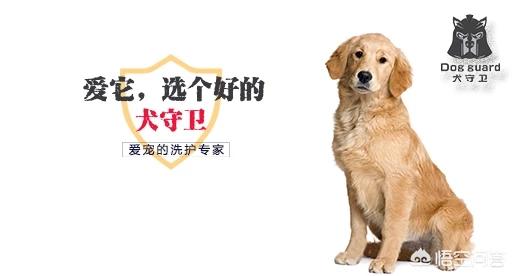 小狗拉肚子吃什么药小狗拉肚子吃什么药:狗狗拉肚子妈咪爱可以吃吗？