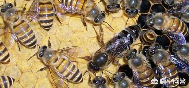 有关蜜蜂的小知识简写，蜂王跟蚁后的统治权有多大