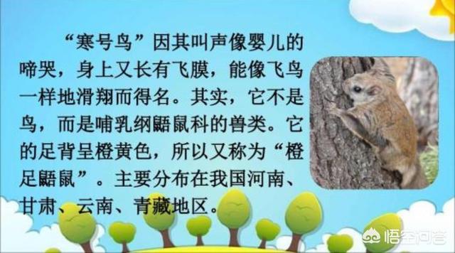 西伯利亚鼯鼠怎么读:文章《寒号鸟》的主要简介怎么写？