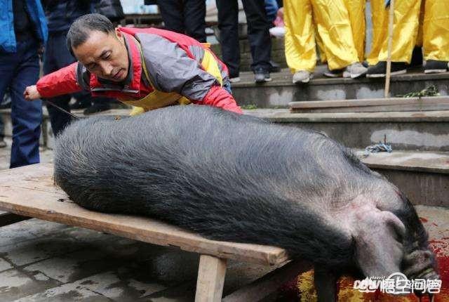 窦靖童下巴那条线:农村杀年猪，杀猪匠补了一刀才把猪杀死，我不给杀猪费，合理吗