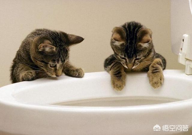 为什么猫咪能像液体一样:猫咪拉水怎么办，猫咪拉水便，猫咪突然拉水没精神？