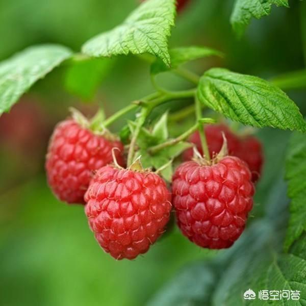 骆尚志:这种水果在你们那里叫什么?为什么超市里买不到？