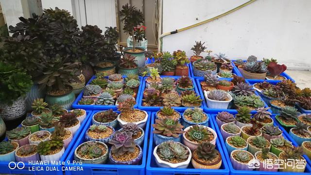 在哪里可以买到多肉植物？购买时要注意什么问题？