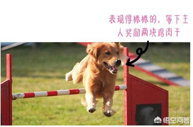 怎么训练狗把你当主人:如何判断金毛是否把你当主人？ 怎么训练狗认主人