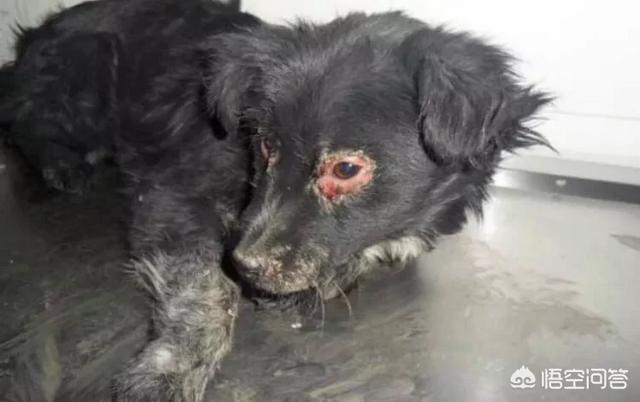 犬瘟热后遗症视频:狗瘟好治吗，狗狗得了有什么症状？