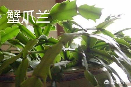 假昙花为什么不开花:假昙花为什么不开花呢 我这株是蟹爪兰还是假昙花？有什么区别？
