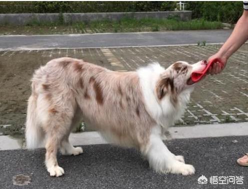 北京可以养边界牧羊犬吗:想问一下市面上边境牧羊犬价格，大概多少钱一只？