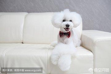 白贵宾犬美容造型图片大全:泰迪毛色越来越浅怎么办？