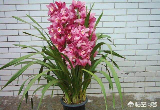 水塔花可以放室内吗:作为年宵花的鸿运当头，怎么才能使花期更长？