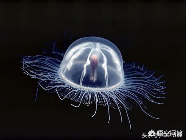 蓝环章鱼网上当宠物卖:对于家里有个爱钓鱼的老公，你怎么看？